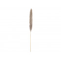 Ramura de iarba pampas uscata, naturala, 137cm, Jolipa 82660002
