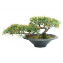 Bonsai cedru creion artificial 40 cm, EuroPalms 82600113