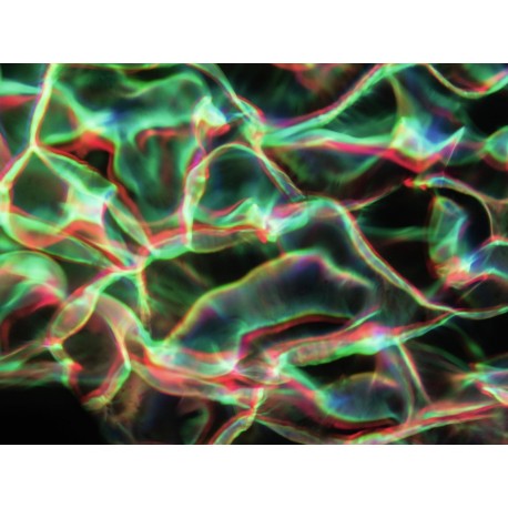 Efect apa LED COB 40W RGBW si DMX, Eurolite LED WF-40