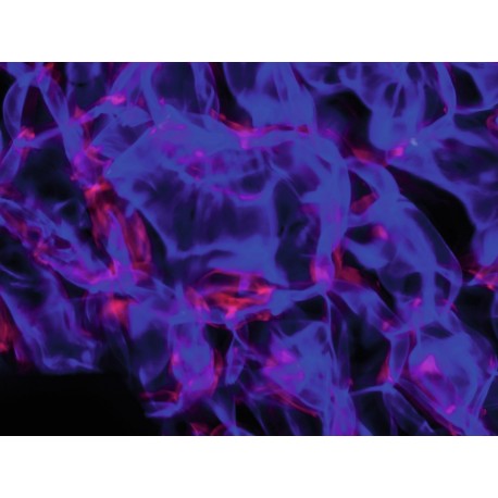 Efect apa LED COB 40W RGBW si DMX, Eurolite LED WF-40