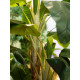 Bananier artificial 240 cm, EuroPalms 82509541
