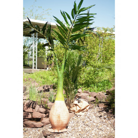 Palmier Phoenix artificial 240 cm, EuroPalms 82511353