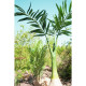 Palmier Phoenix artificial 240 cm, EuroPalms 82511353