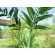 Palmier Phoenix artificial 240 cm, EuroPalms 82511353