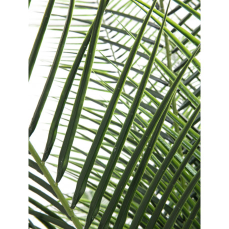 Palmier Phoenix deluxe artificial  220 cm, EuroPalms 82509722