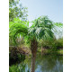 Palmier Phoenix luxor artificial 300 cm, EuroPalms 82510723