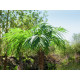 Palmier Phoenix luxor artificial 300 cm, EuroPalms 82510723