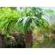 Palmier Phoenix luxor artificial 300 cm, EuroPalms 82510723