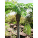 Palmier Phoenix luxor artificial 300 cm, EuroPalms 82510723