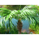 Palmier Phoenix luxor artificial 300 cm, EuroPalms 82510723