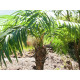 Palmier Phoenix luxor artificial 300 cm, EuroPalms 82510723