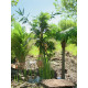 Palmier Phoenix luxor artificial 300 cm, EuroPalms 82510723