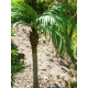 Palmier Phoenix luxor artificial 300 cm, EuroPalms 82510723