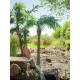 Palmier Phoenix luxor artificial 210 cm, EuroPalms 82510721