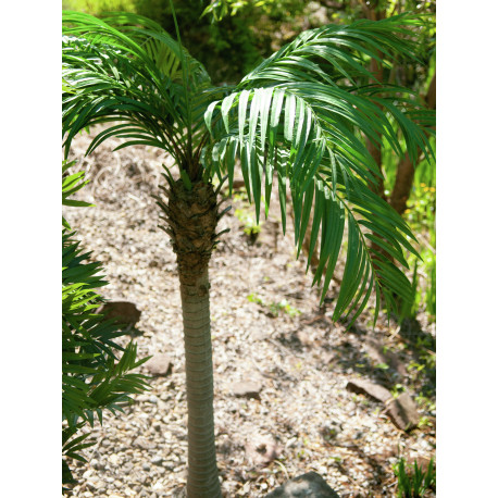 Palmier Phoenix luxor artificial 210 cm, EuroPalms 82510721