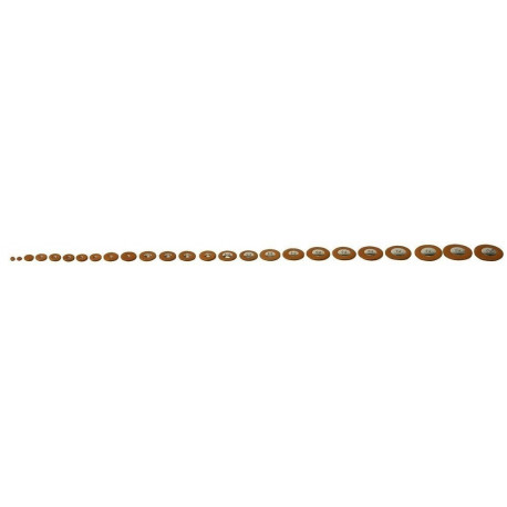 50561